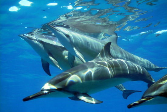 Nager avec les dauphins à l'île Maurice